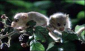 dormice.jpg