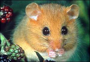 dormouse.jpg