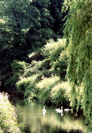 The Heart of England: Stoneleigh Swans