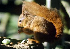  a red squirrel